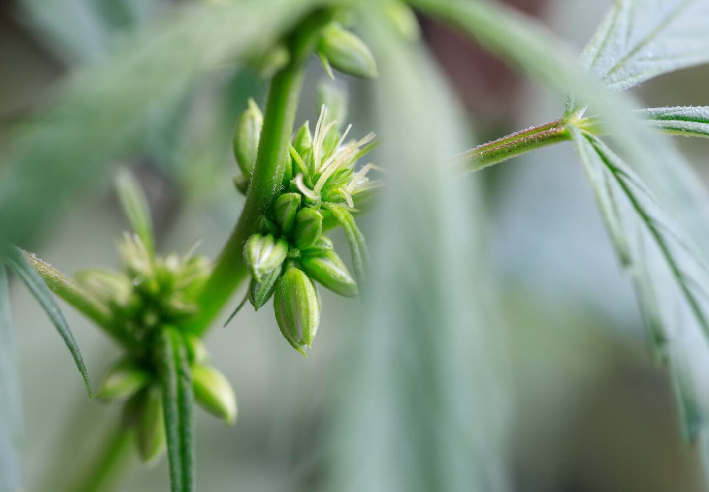 cannabis pollen