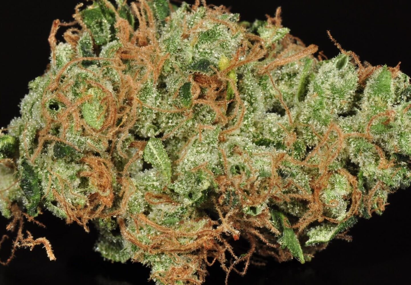 sour diesel strain