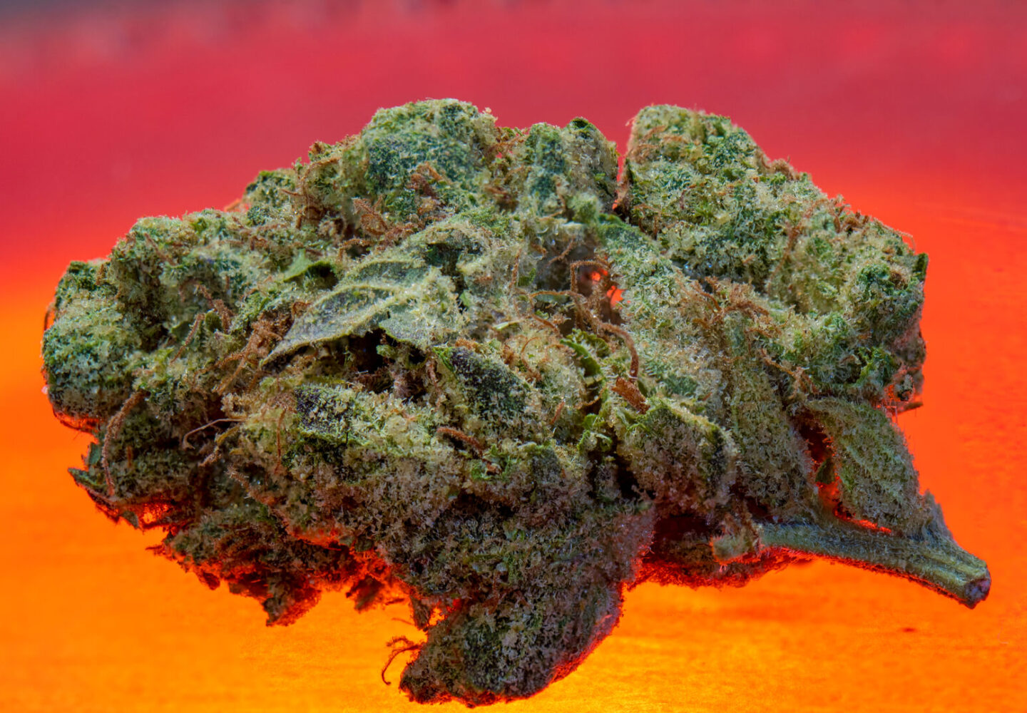 highest thc strains